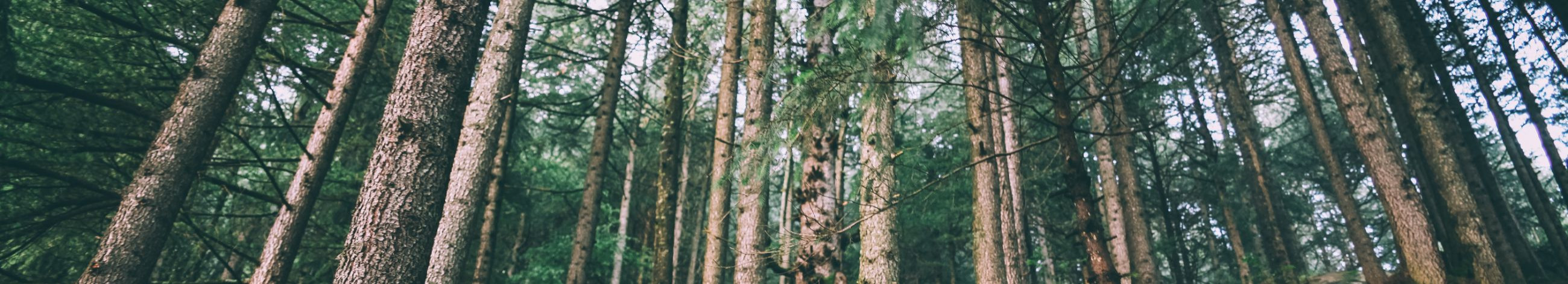 Täiuslik haljastus, professionaalne metsateenus!