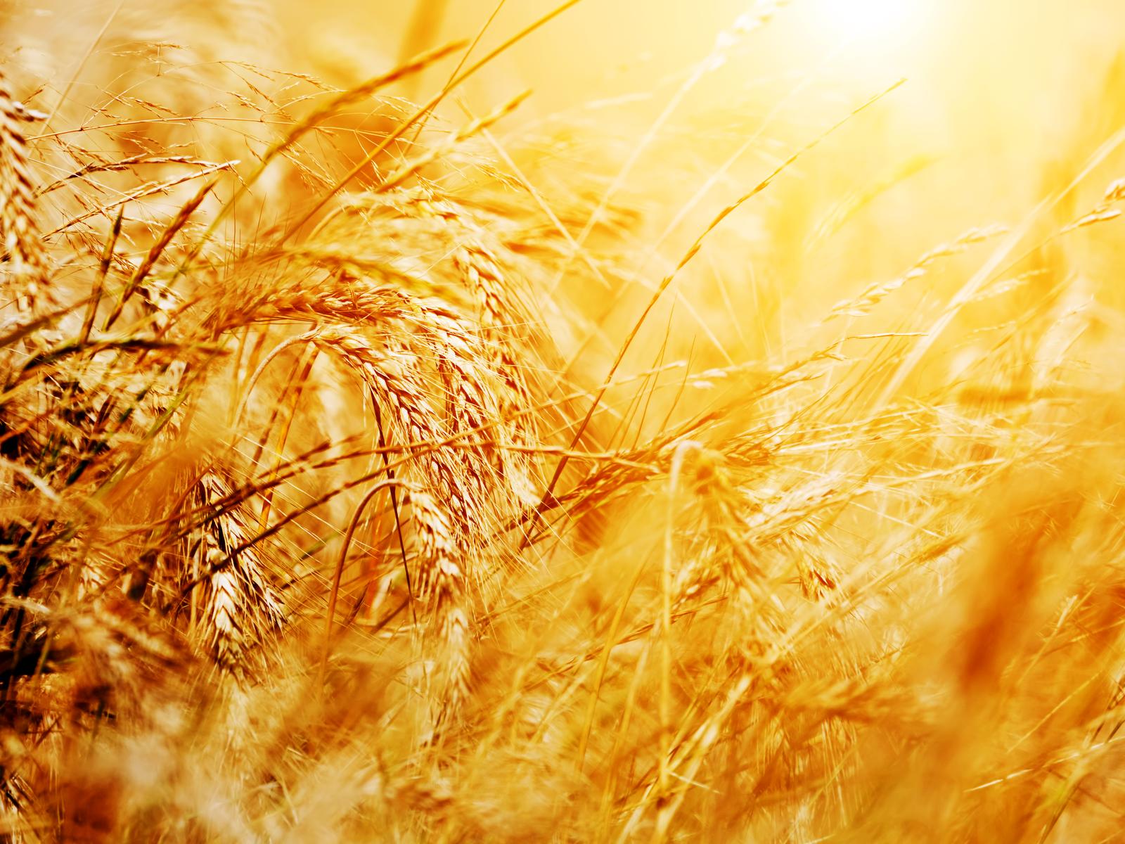 JAAK AADER FIE - Growing of cereals (except rice), leguminous crops and oil seeds in Estonia