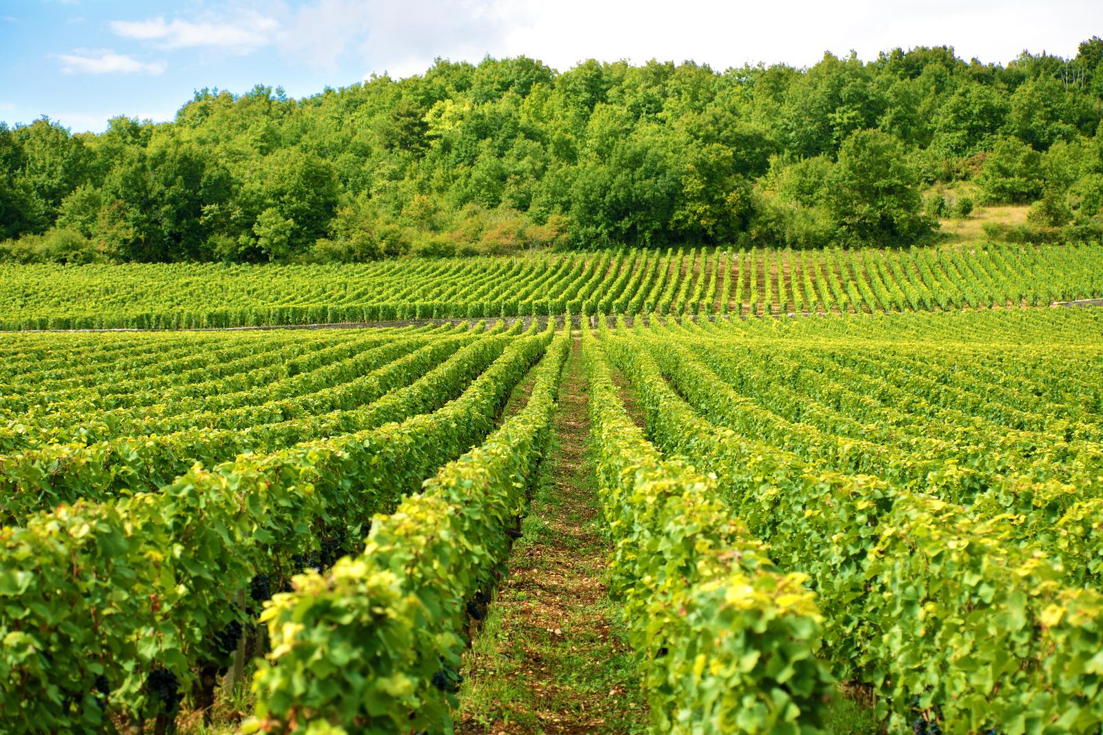 Viinamarjakasvatus Võru vallas