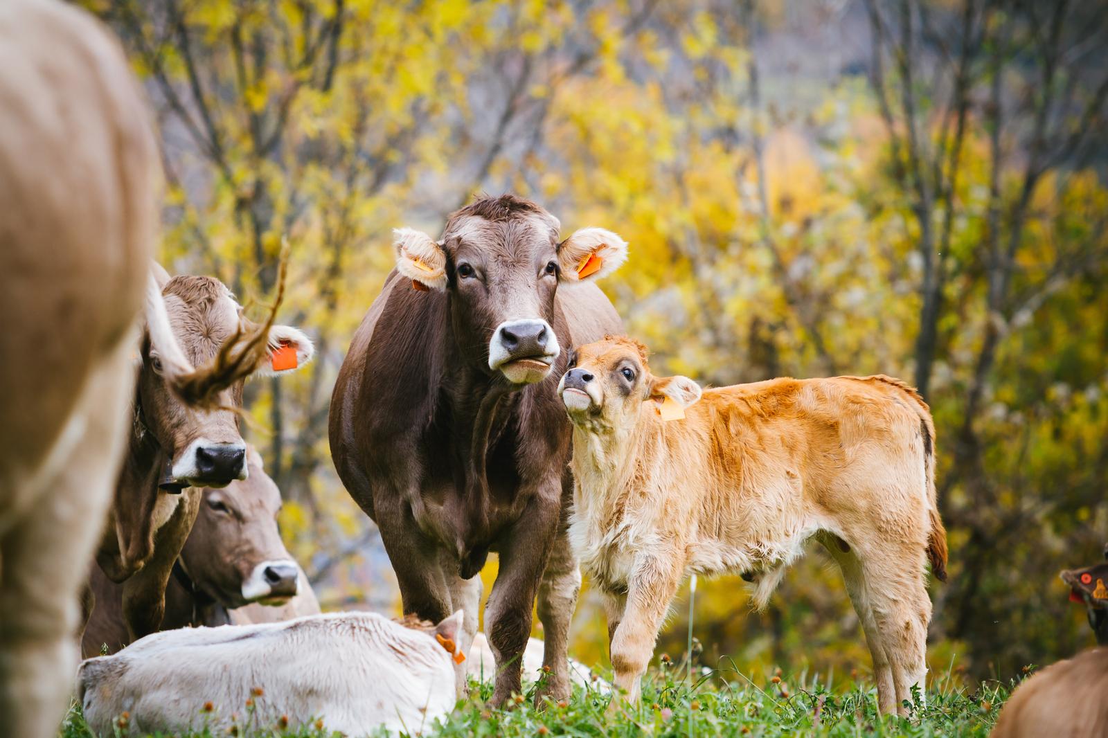 Piimakarjakasvatus Saaremaa vallas