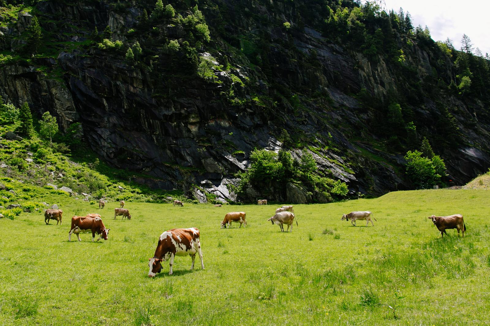 Raising of dairy cattle in Märjamaa vald
