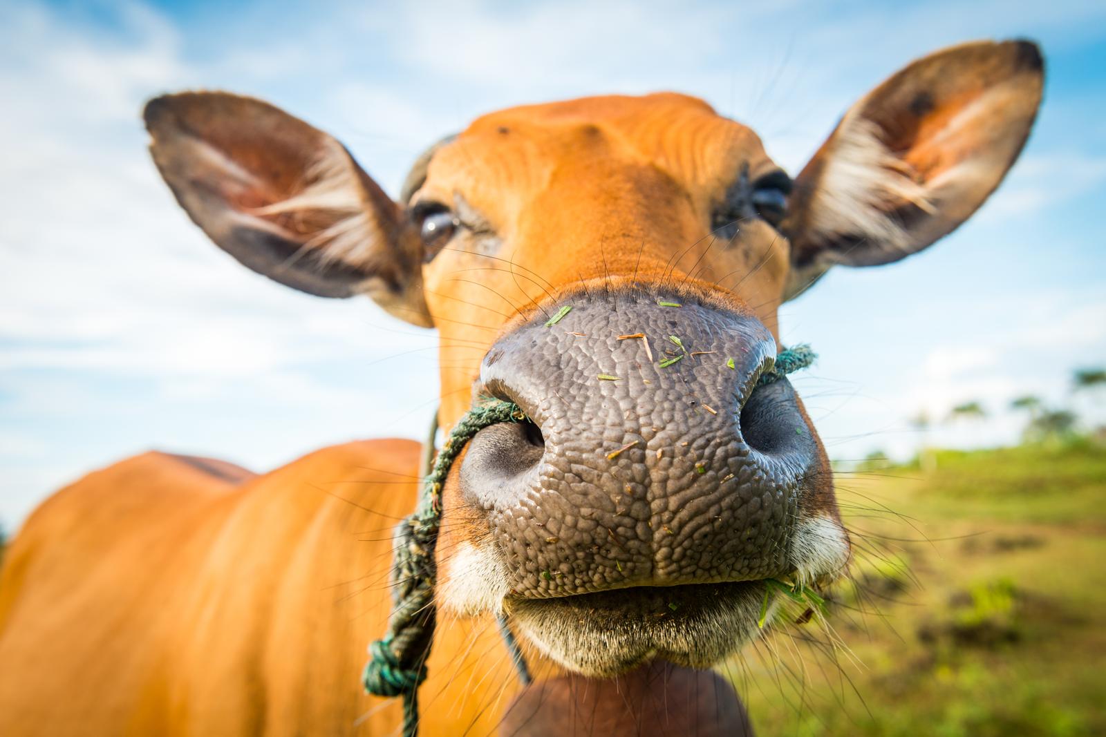 Raising of dairy cattle in Estonia