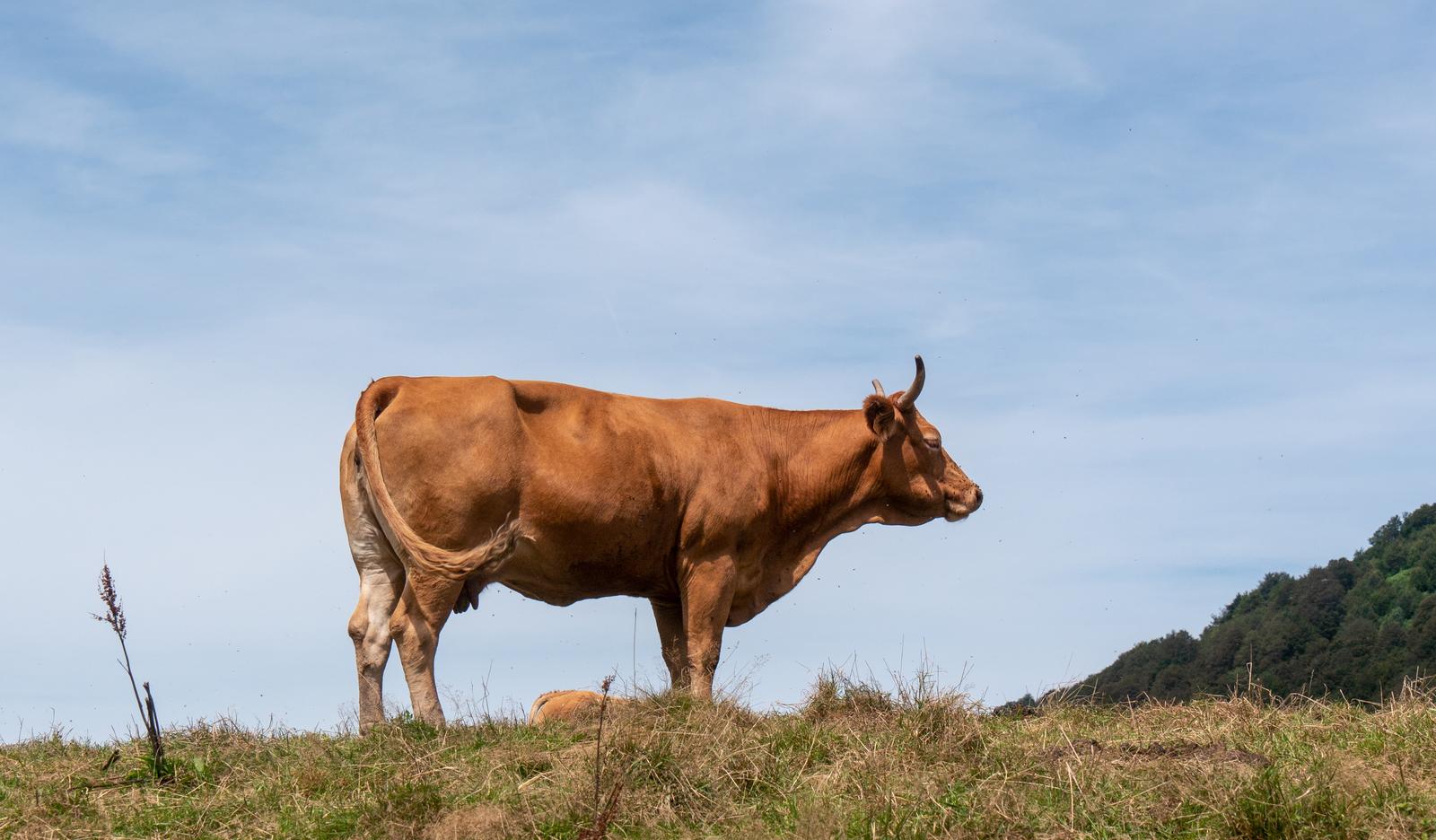 Raising of dairy cattle in Rae vald