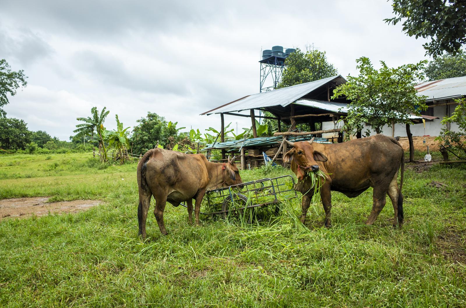 Piimakarjakasvatus Lääne-Virumaal