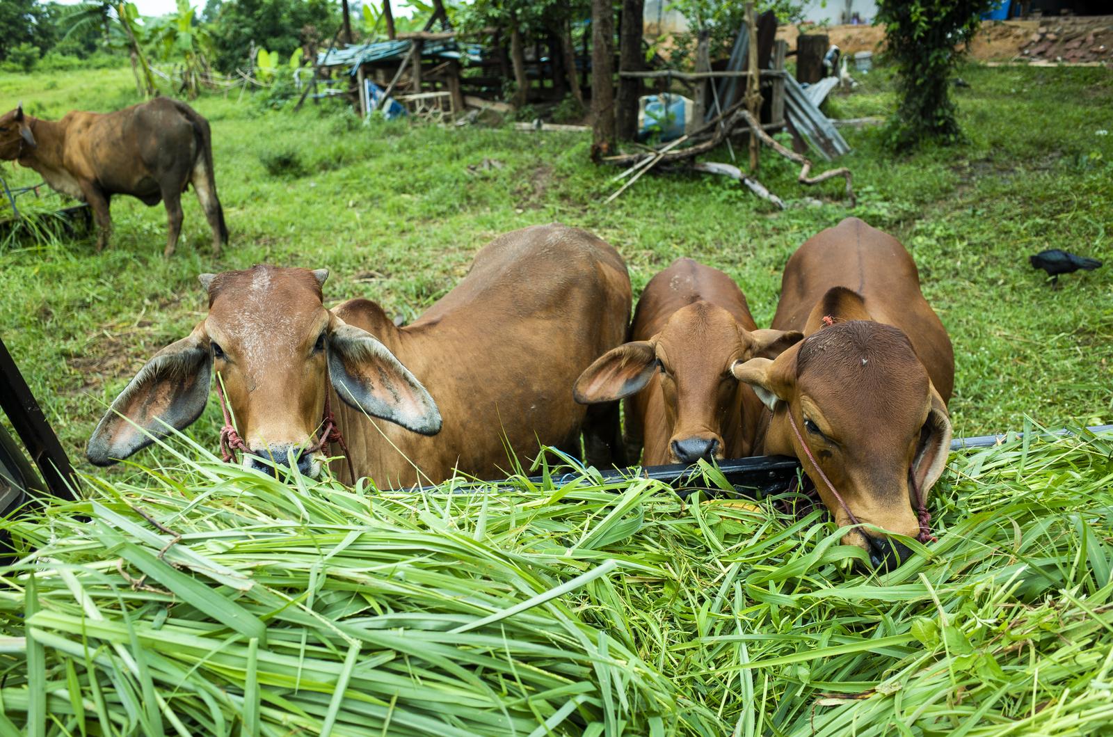 Raising of other cattle and buffaloes in Kadrina vald