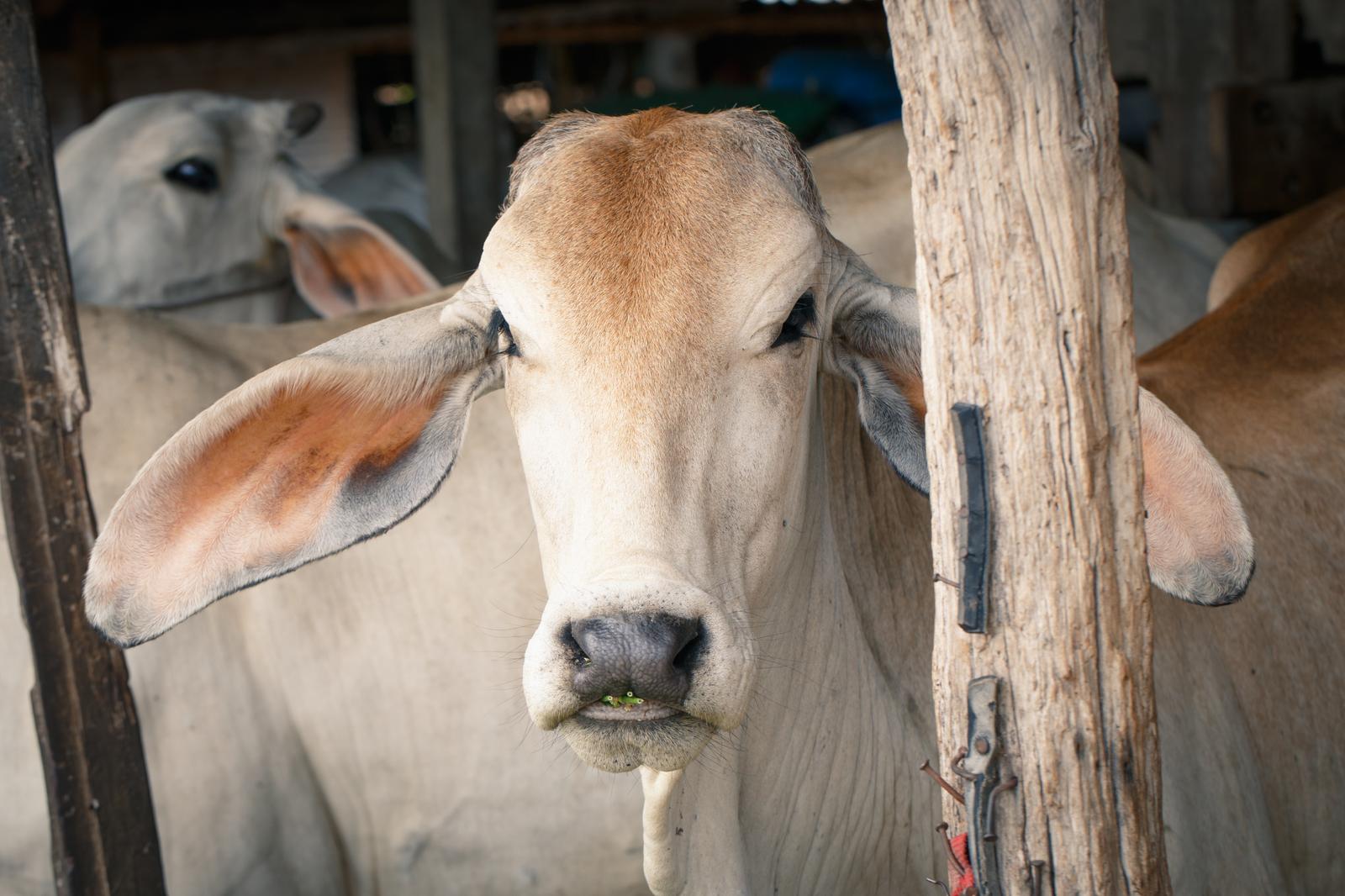 Piimakarjakasvatus Jõgevamaal