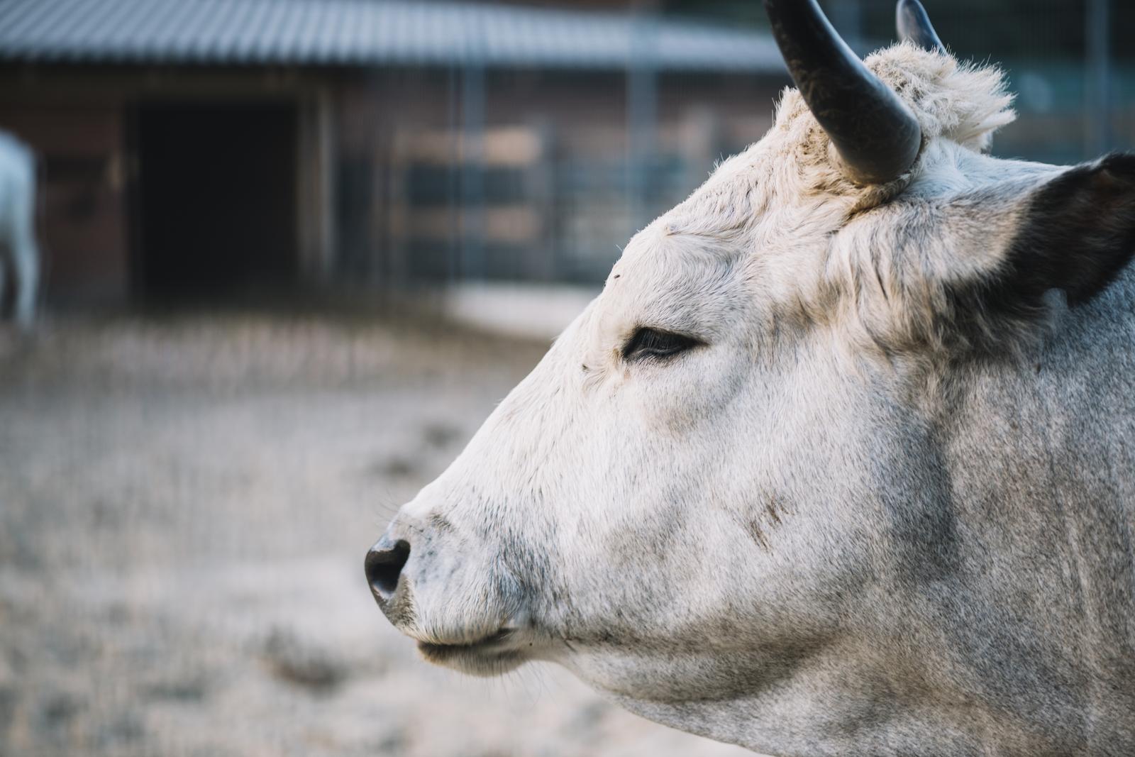 Raising of other cattle and buffaloes in Lääne-Viru county