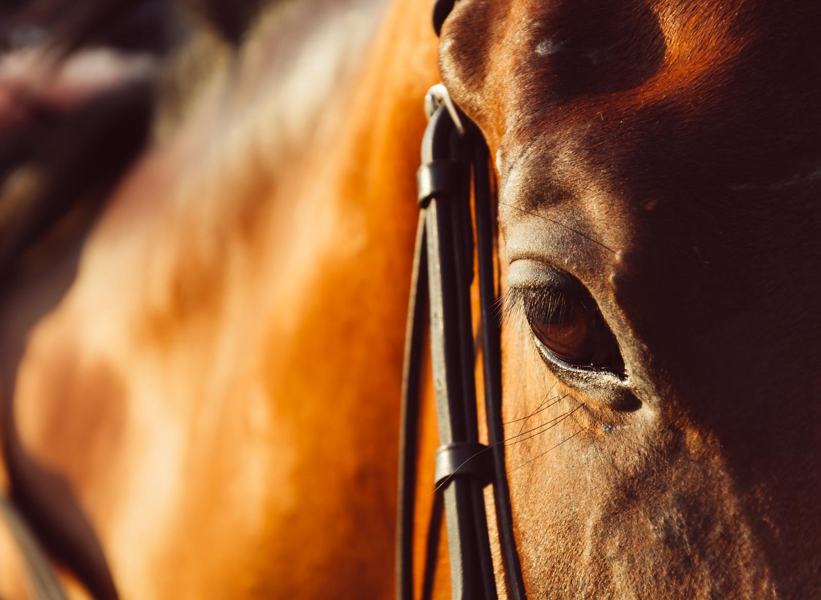 RENEE RAZUMOV FIE - Raising of horses and other equines in Pärnu county