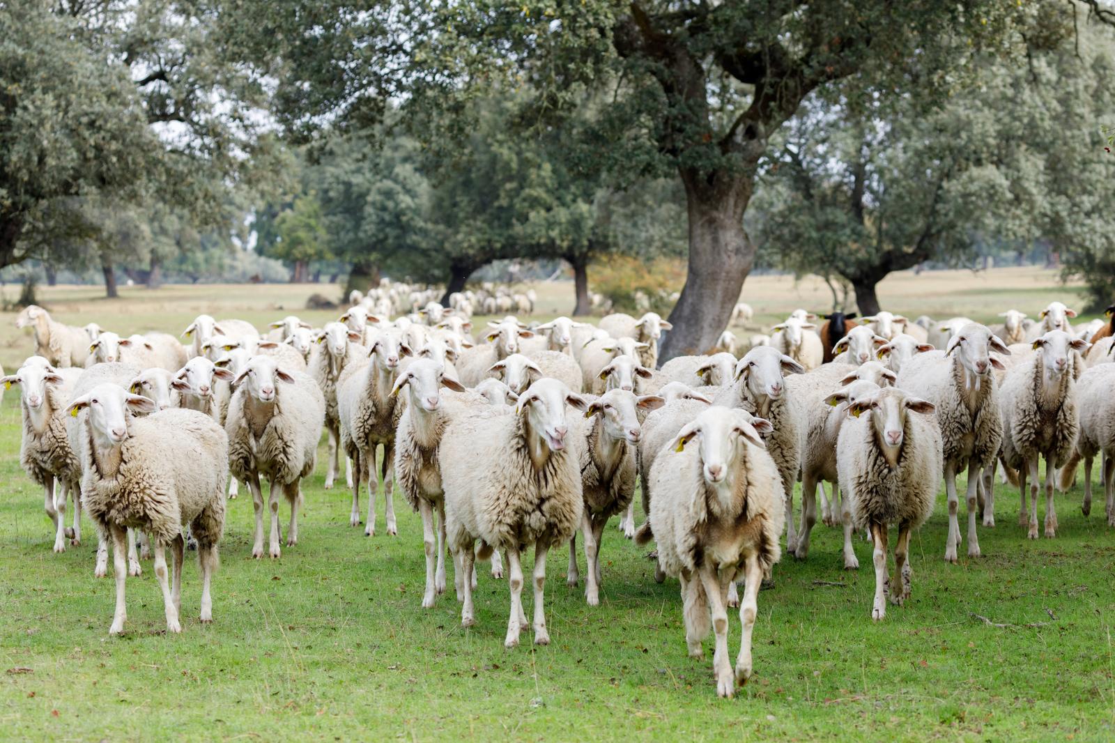 JÕEKÜLA FARM OÜ - Raising of sheep and goats in Pärnu