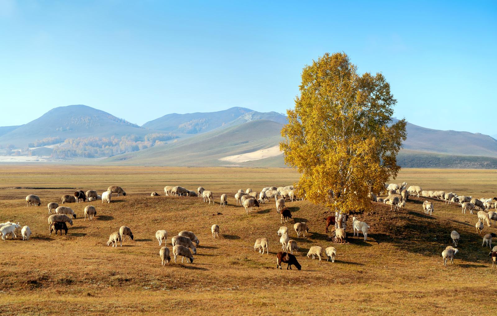 SILGO TALU OÜ - Raising of sheep and goats in Põlva vald