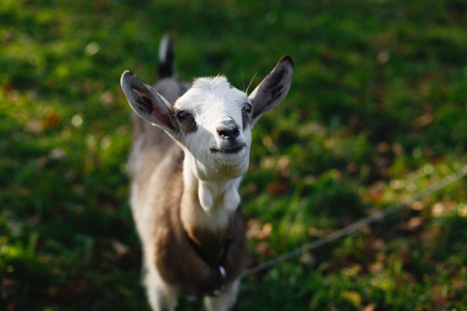 Metz Fund OÜ - Raising of sheep and goats in Tallinn