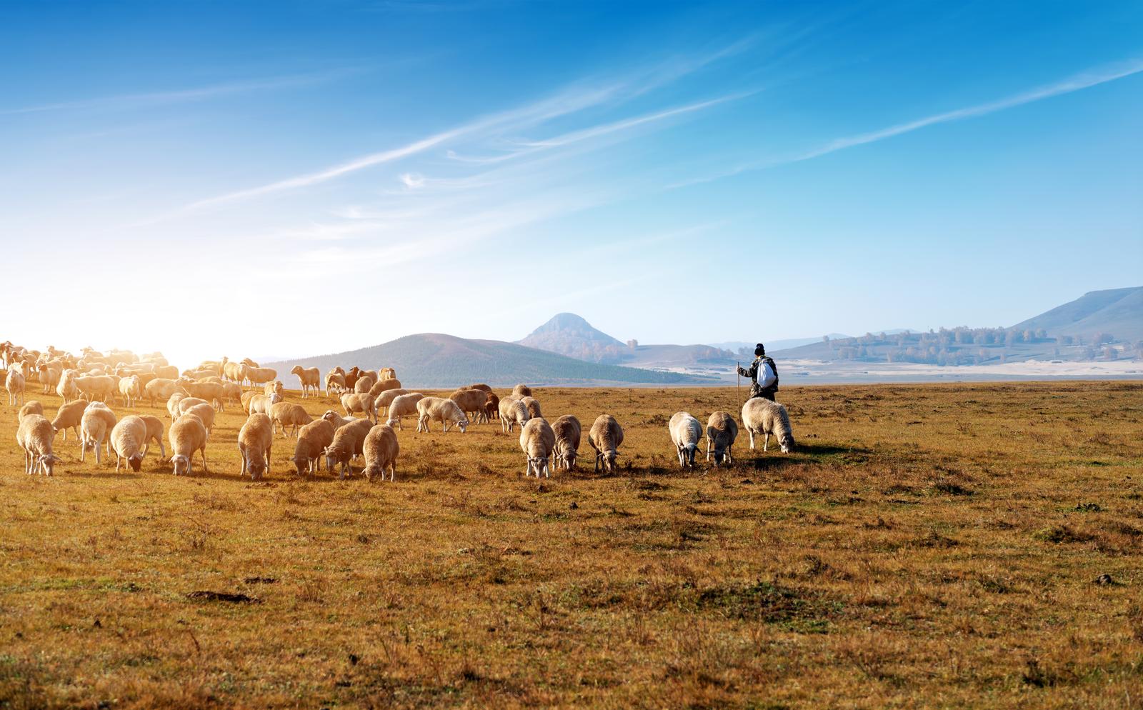 Raising of sheep and goats in Lääne-Viru county