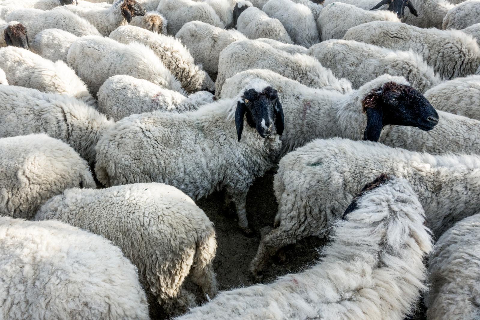 Raising of sheep and goats in Ida-Viru county