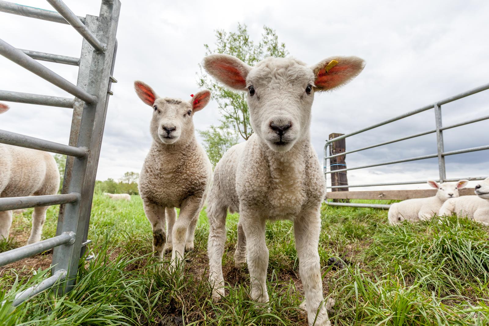 RITA TSARJOV FIE - Raising of sheep and goats in Hiiu county