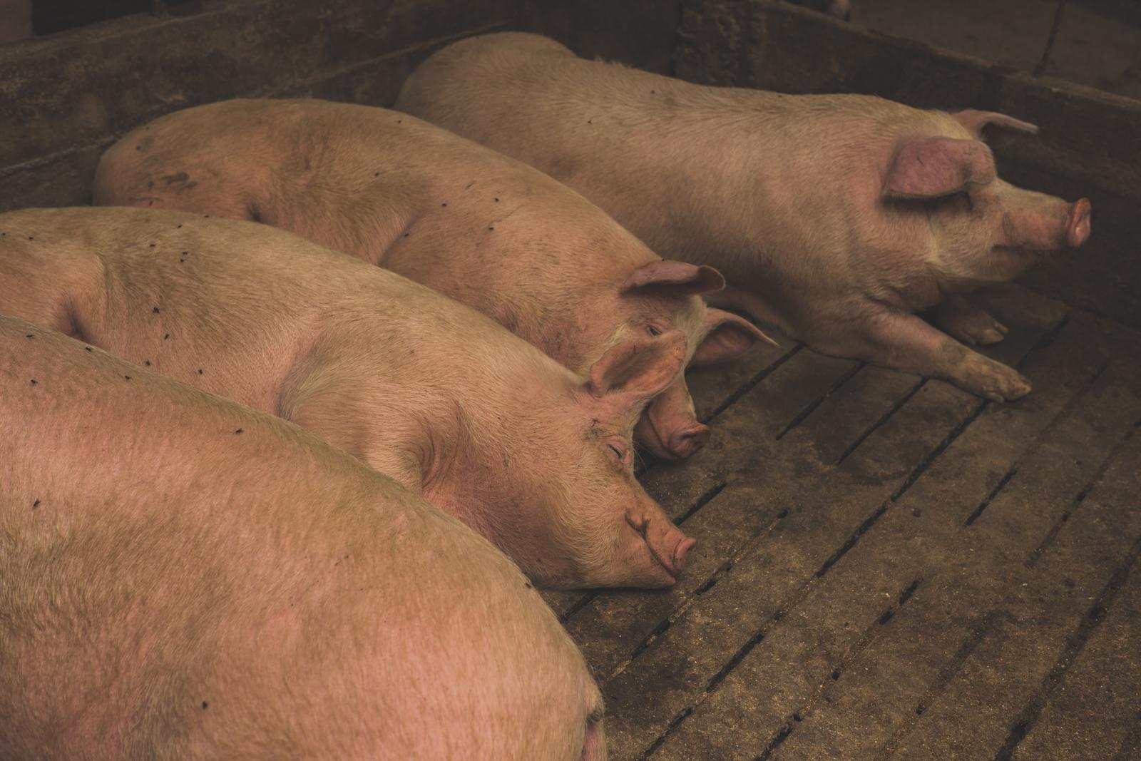 Raising of swine/pigs in Väike-Maarja vald