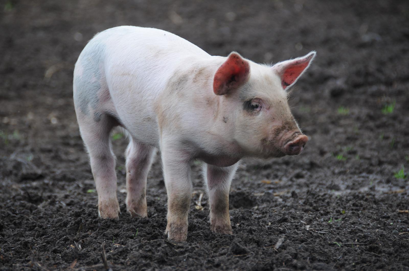 Raising of swine/pigs in Rakvere vald