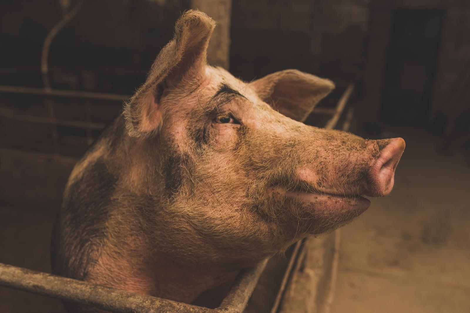 ESTPIG OÜ - Raising of swine/pigs in Estonia