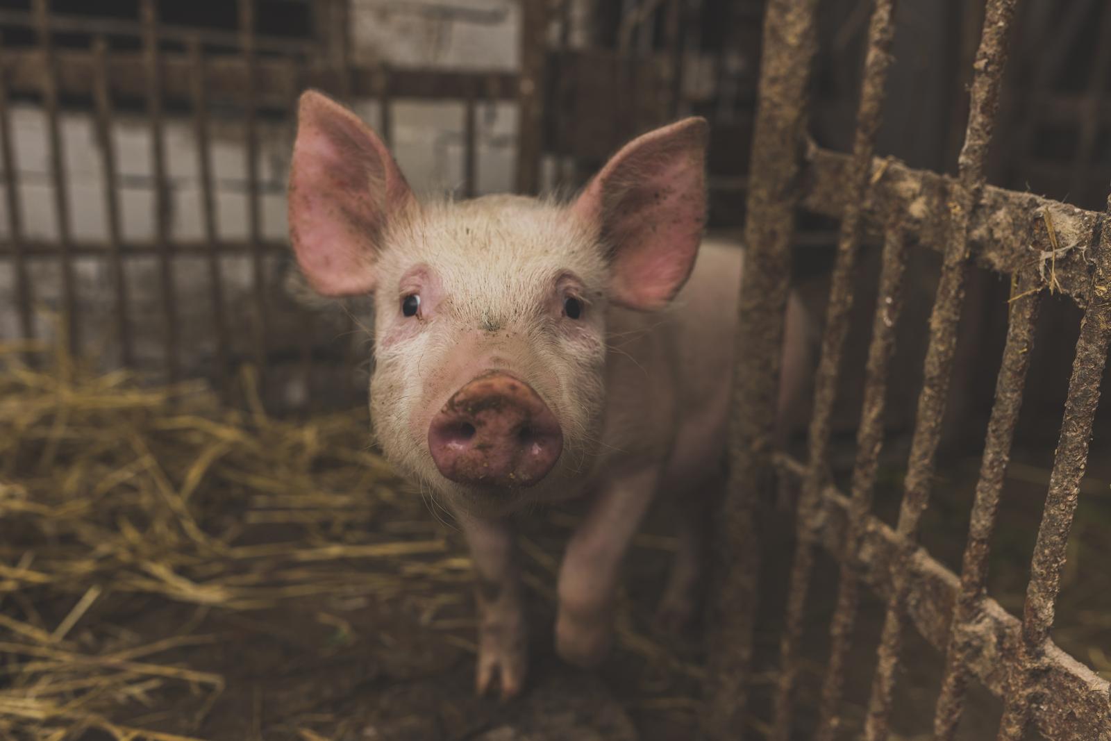 SCANFARM AS - Raising of swine/pigs in Estonia