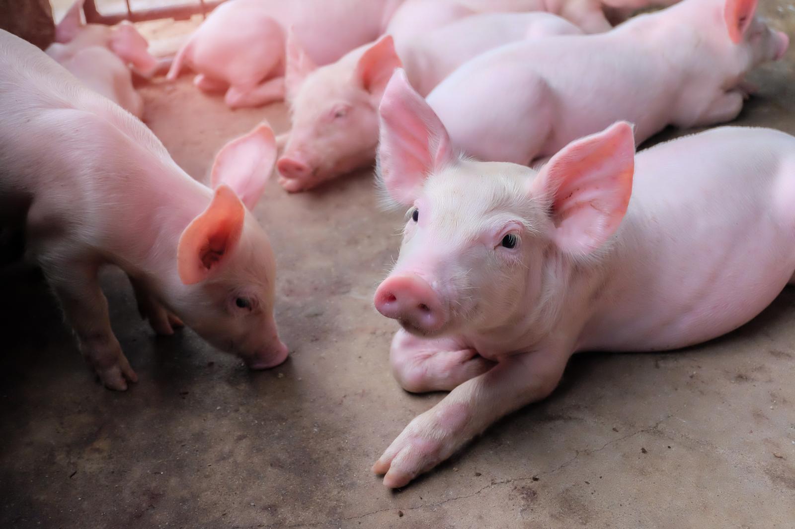 Raising of swine/pigs in Lääne-Nigula vald