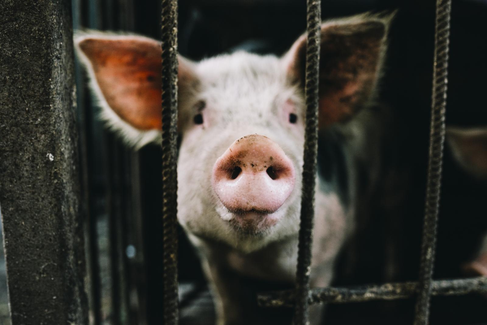 Raising of swine/pigs in Tapa vald