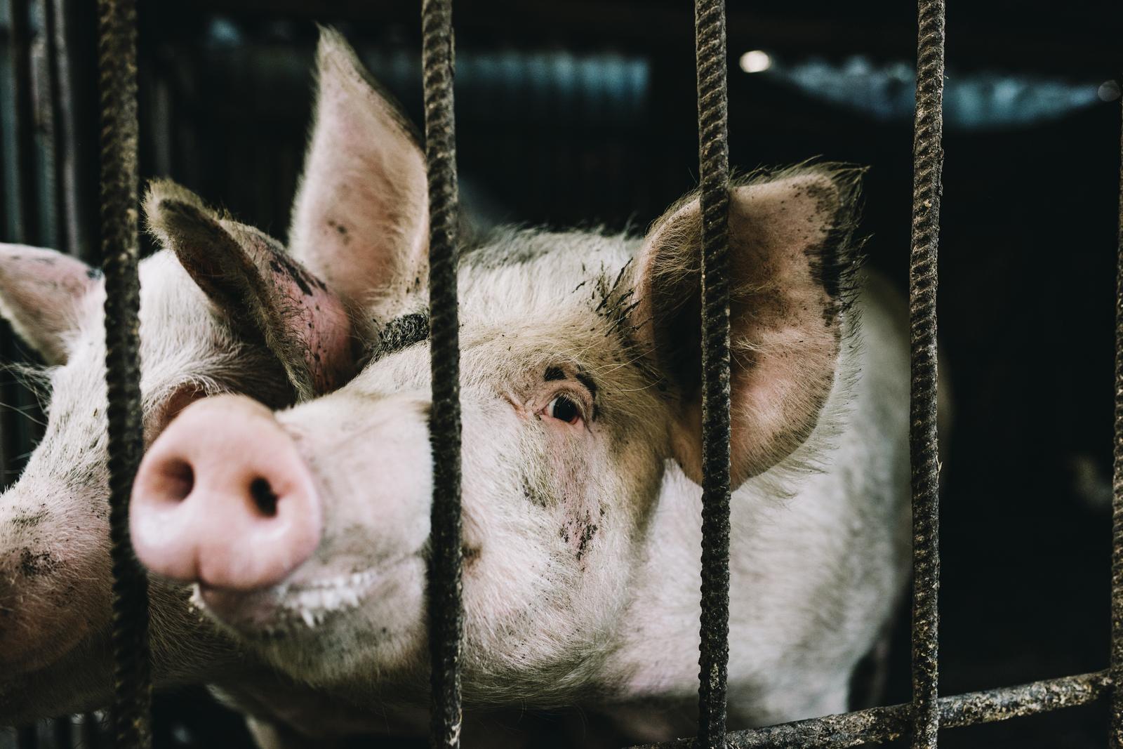 ÜHINENUD SEAFARMID TÜH - Raising of swine/pigs in Viljandi