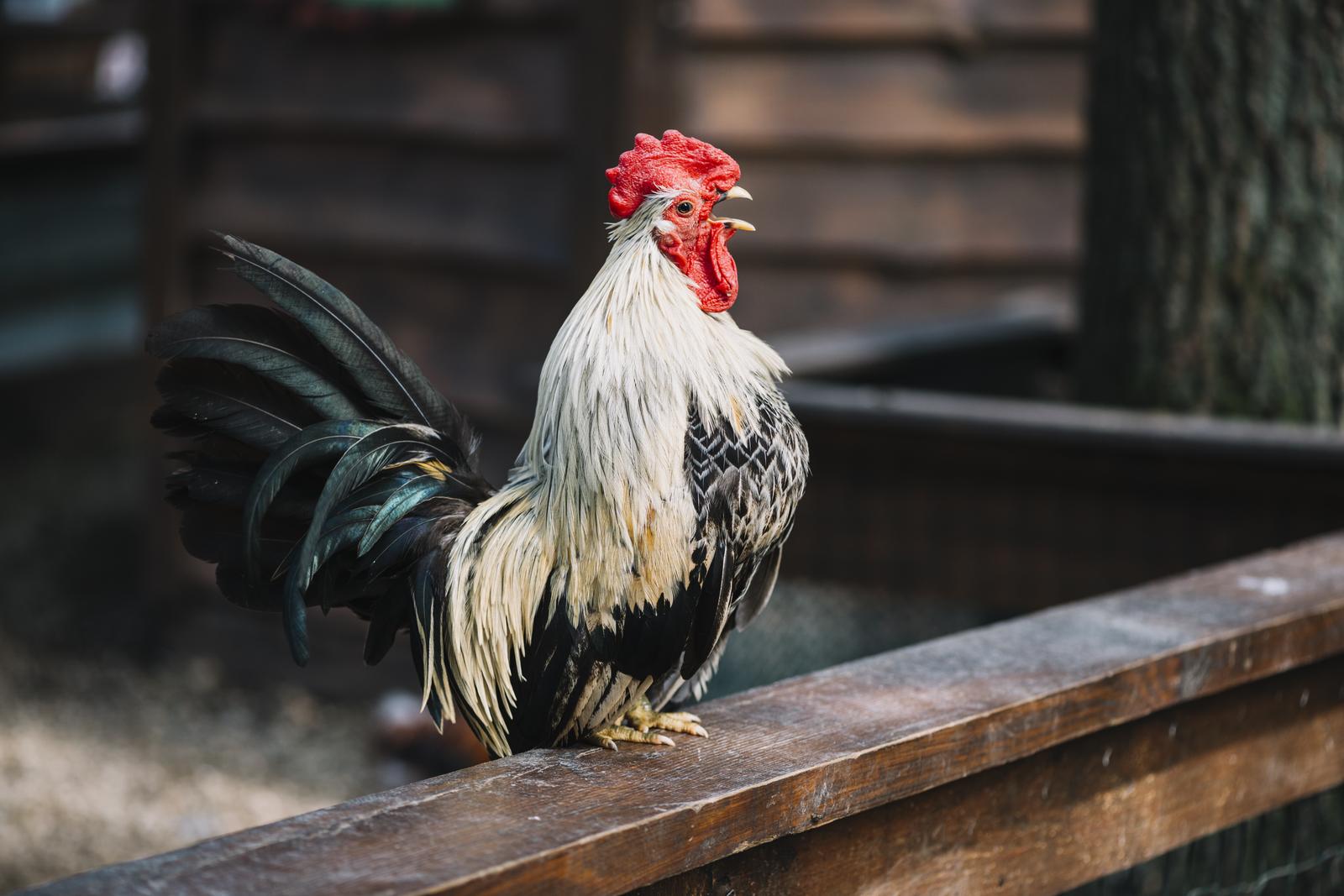 MIRDIMERI OÜ - Raising of poultry in Viimsi vald