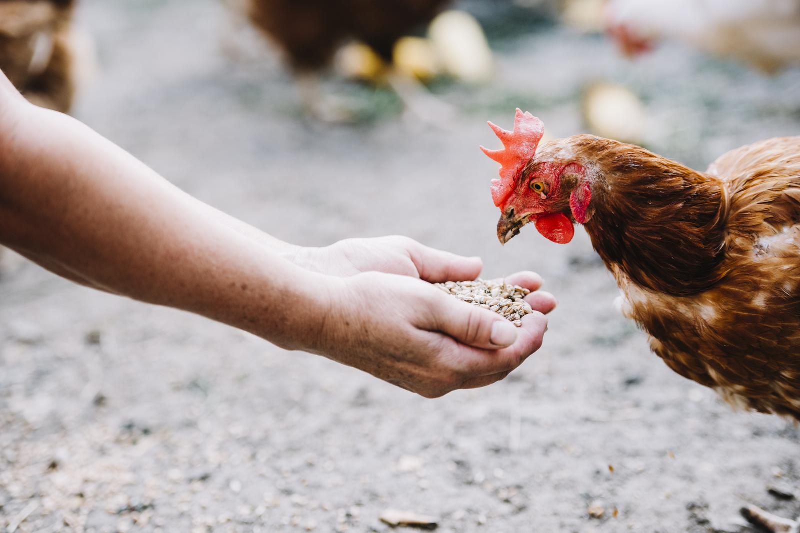 MUNTINLUPA BAMBANG OÜ - poultry production, farm animals