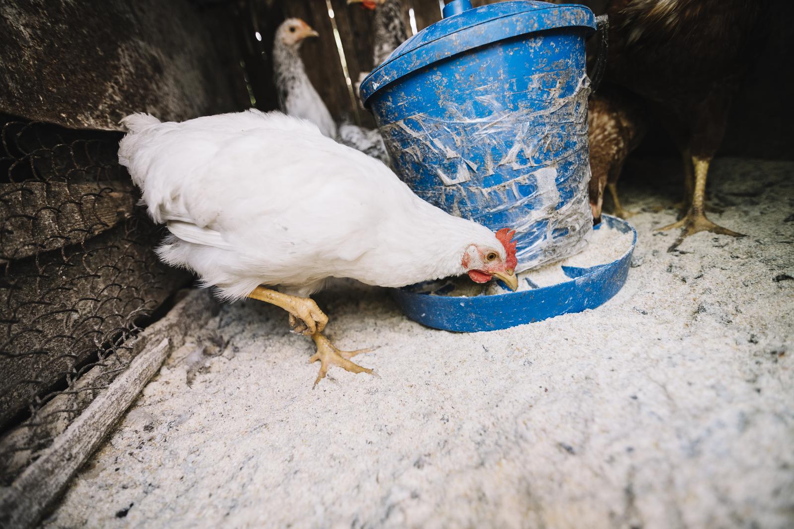 Raising of poultry in Põhja-Sakala vald