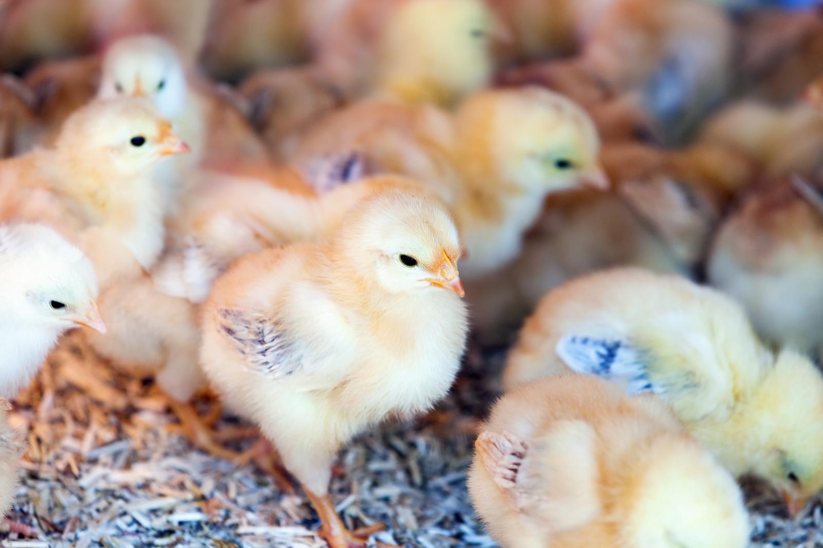 Raising of poultry in Pärnu county