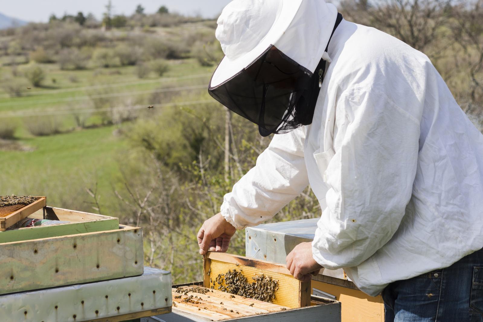 RAINER SAMAROKOV FIE - Bee keeping in Harju county