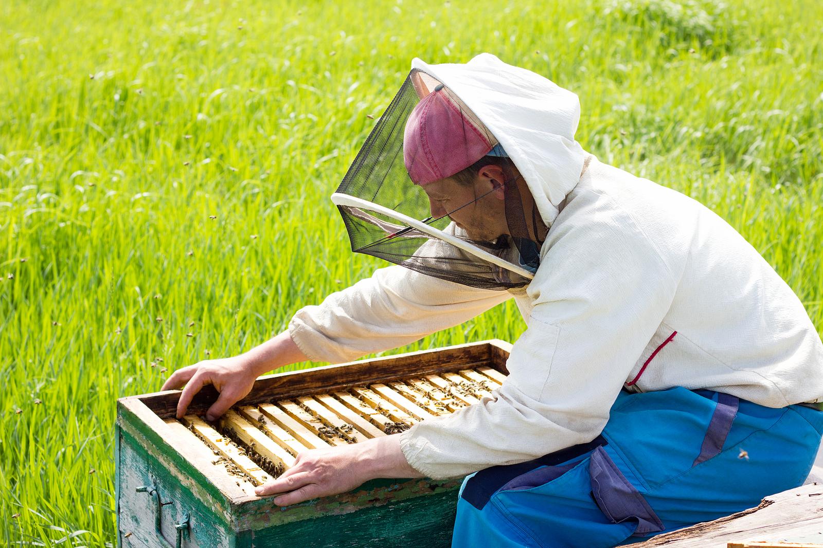 Bee keeping in Viljandi county