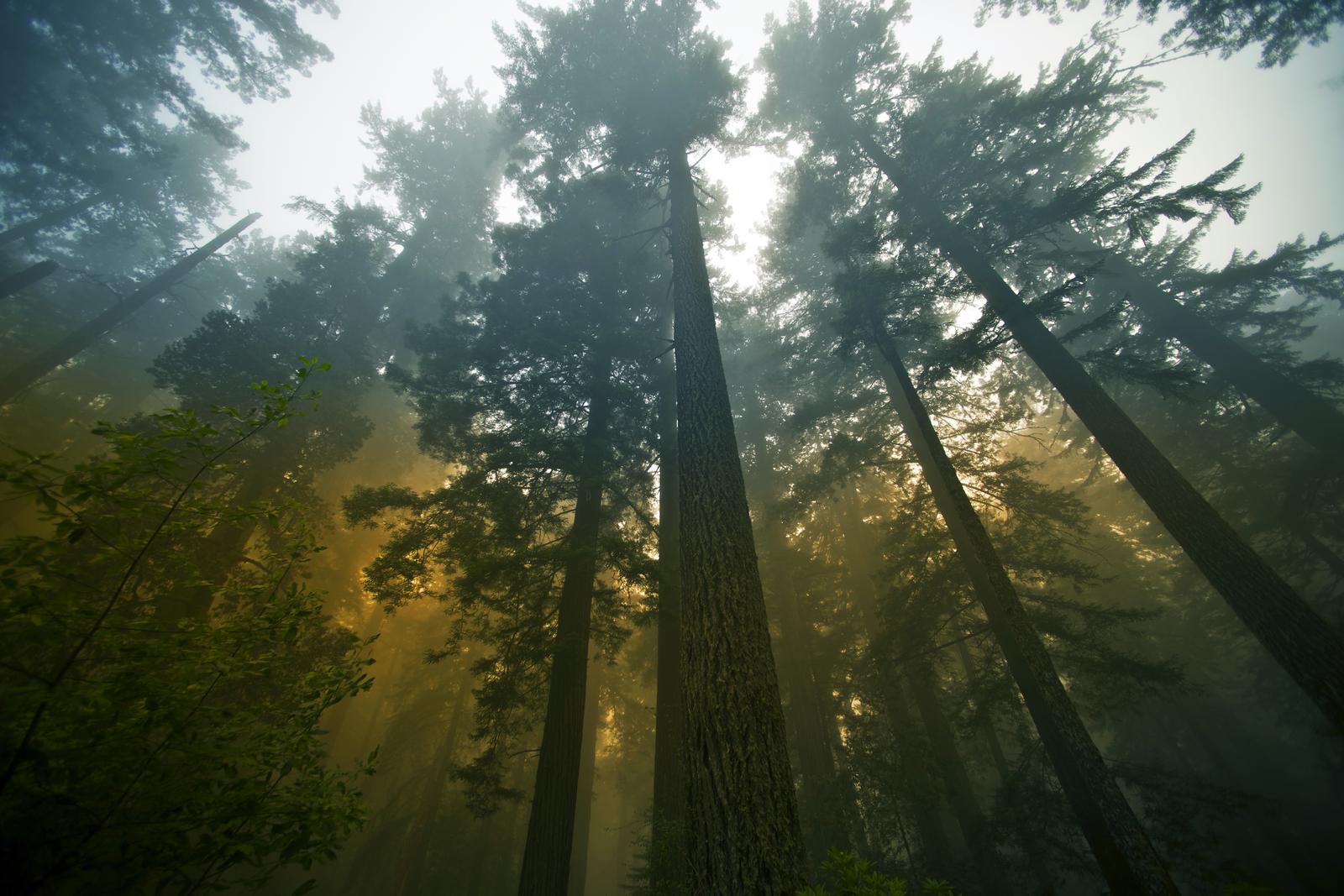KESKÜHISTU ERAMETS TÜH - Metsaühistud on loodud metsaomanike poolt selleks, et hoida sinu metsal silma peal, teavitavad...
