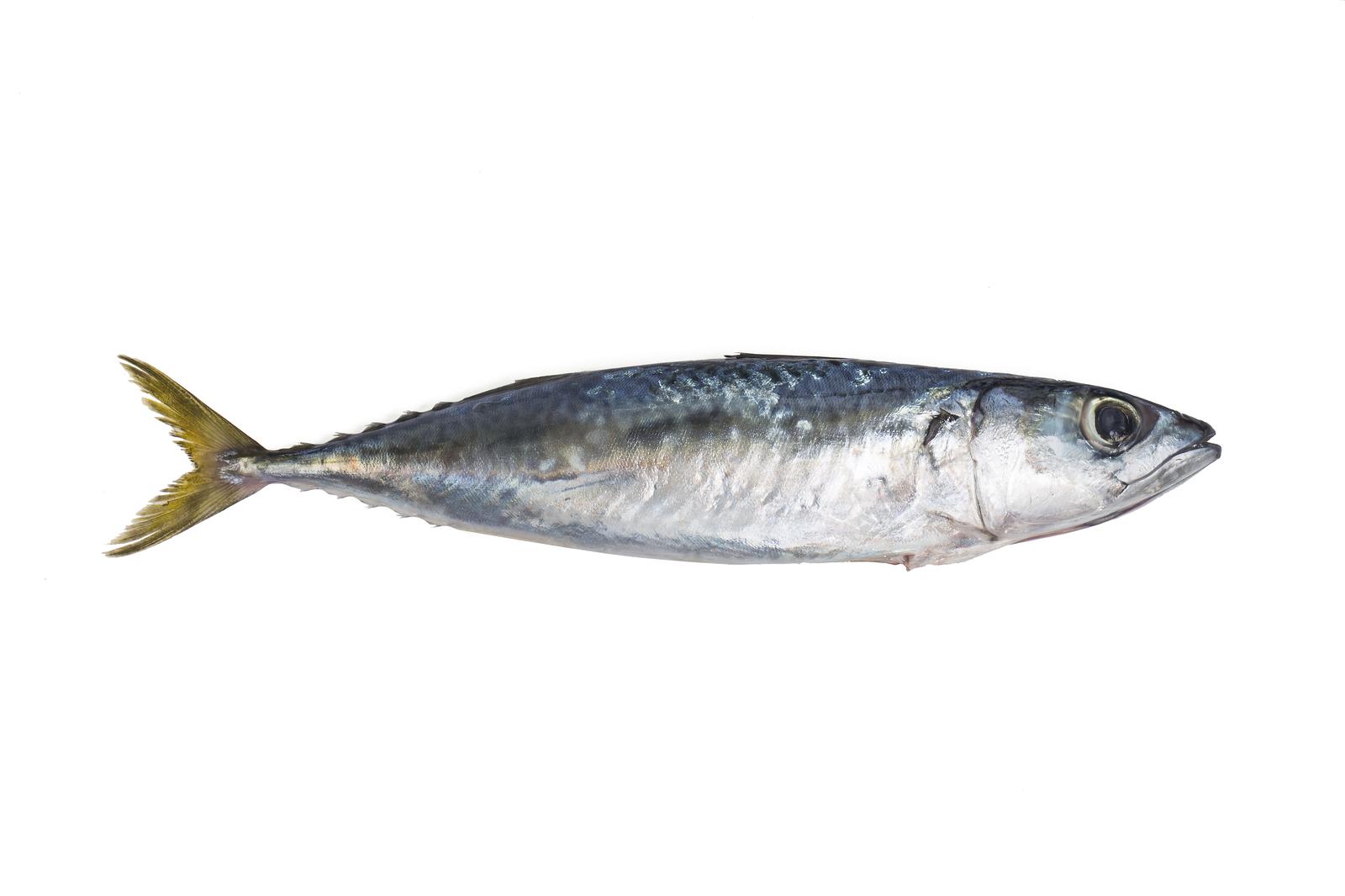 CAROLINE OÜ - kala, kalatööstus, kalandus, kalapüük, toiduainetetööstus