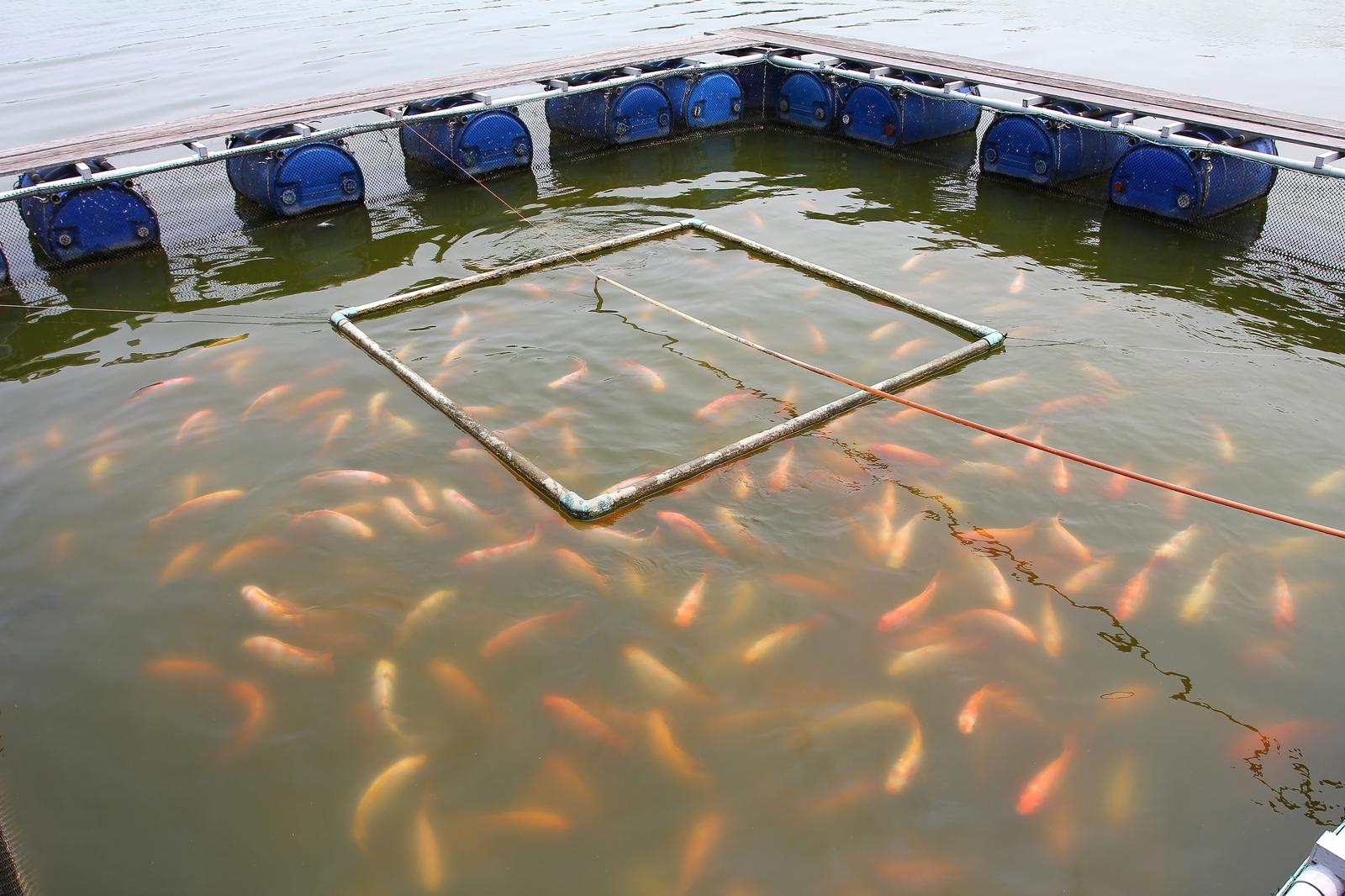 EESTI SINITARISTU OÜ - Marine aquaculture in Kärdla