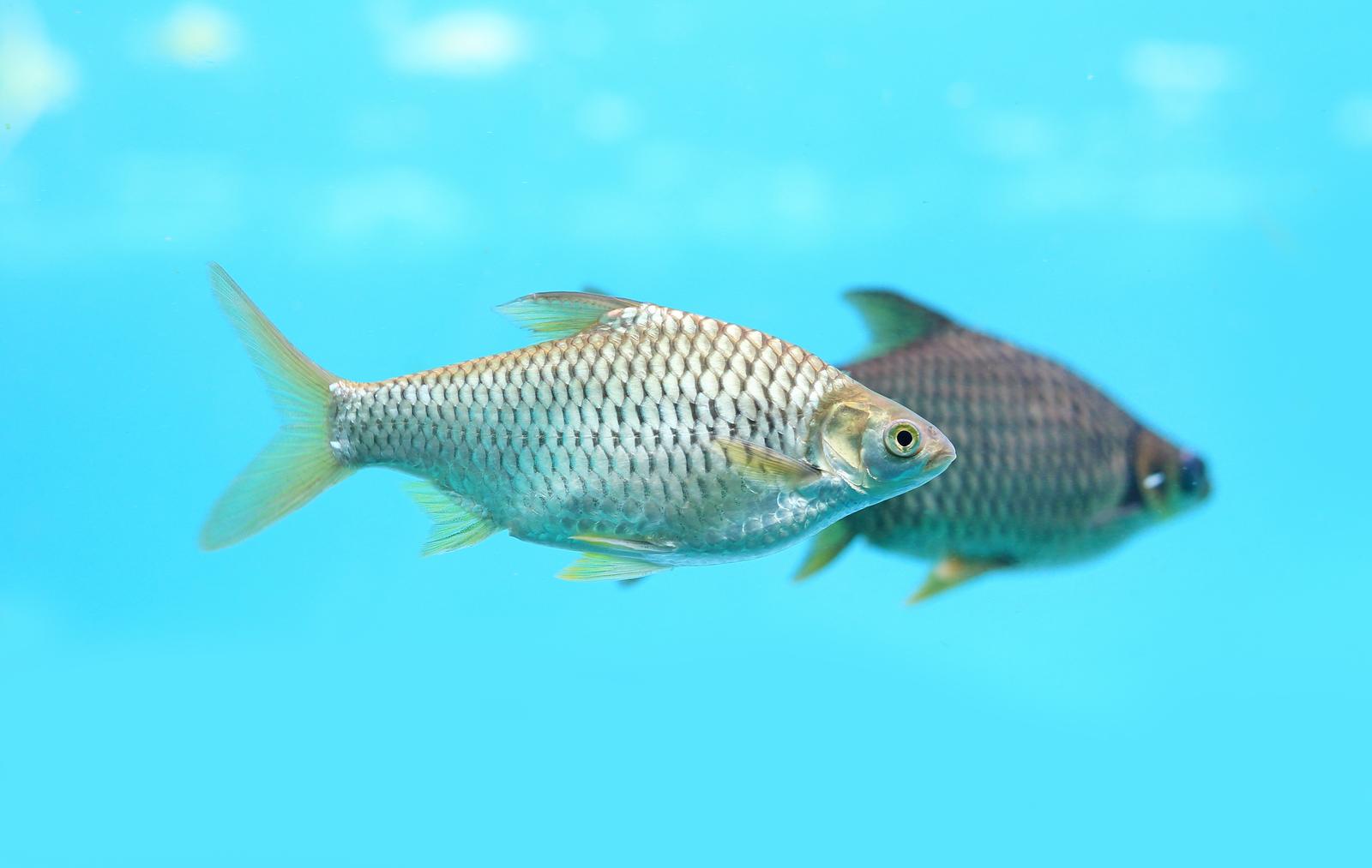 NORTHERN TRAPS OÜ - Freshwater aquaculture in Kuressaare