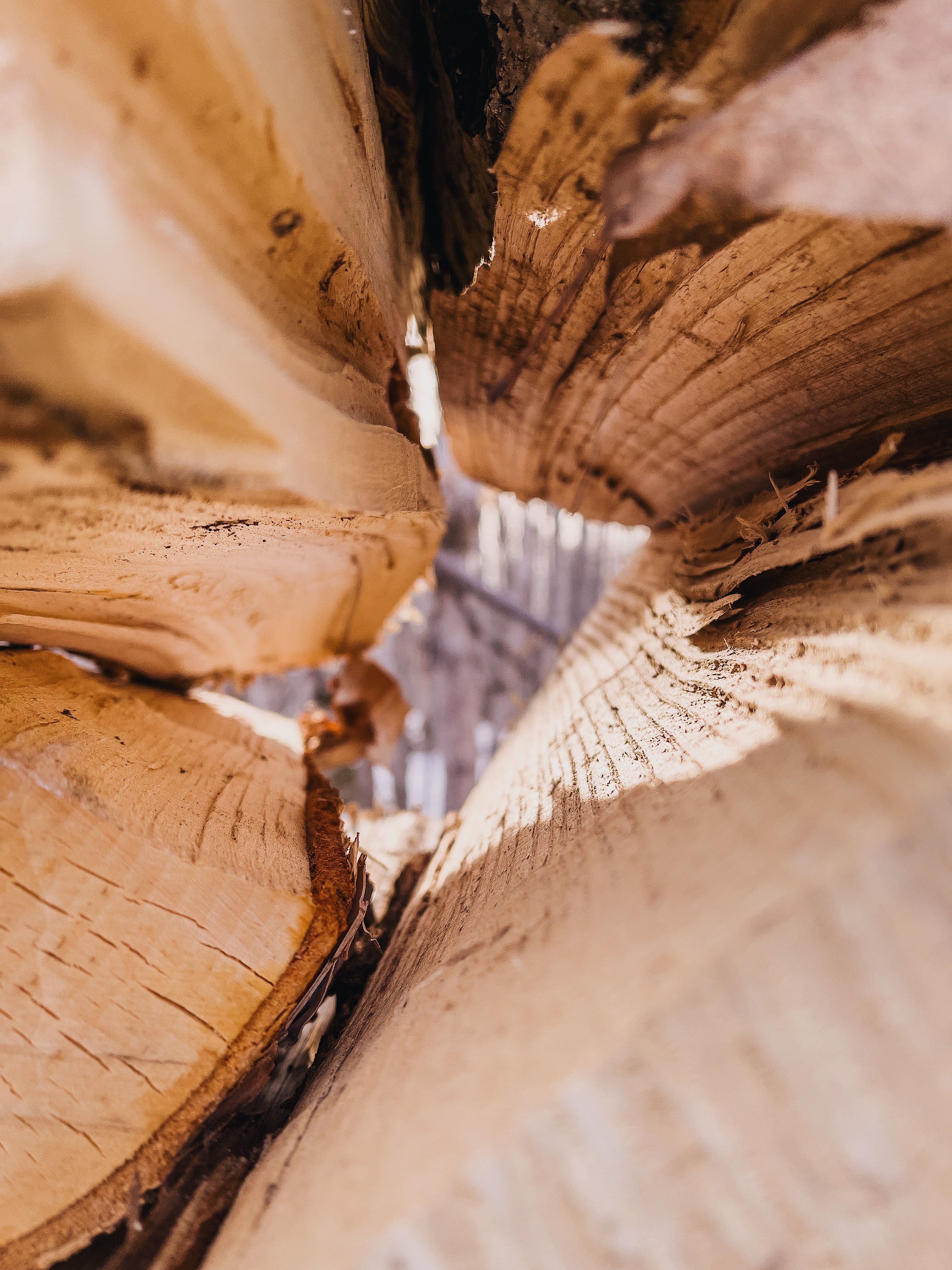 Production of wood for energy in Rapla county