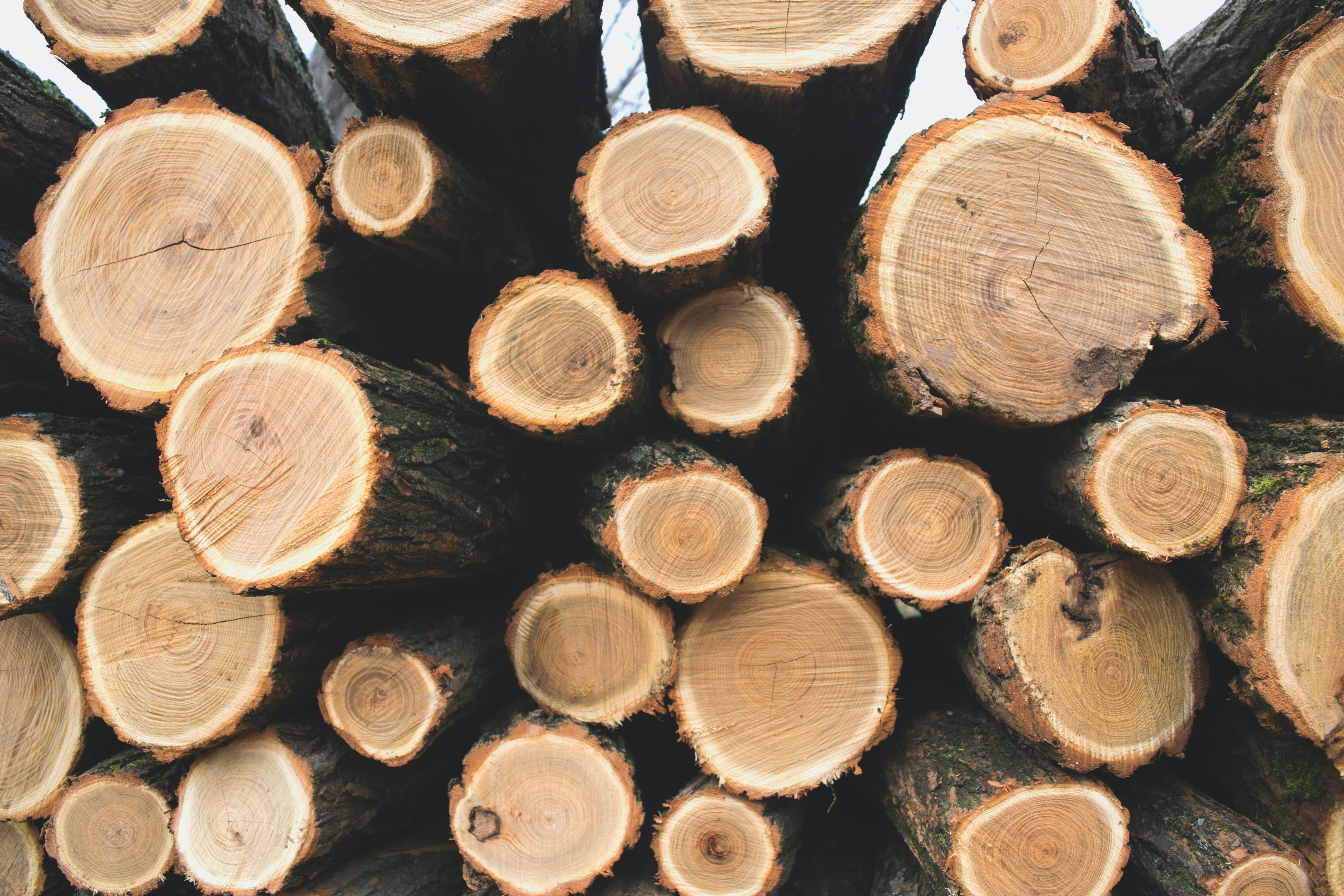Wholesale of wood and products for the first-stage processing of wood in Tallinn