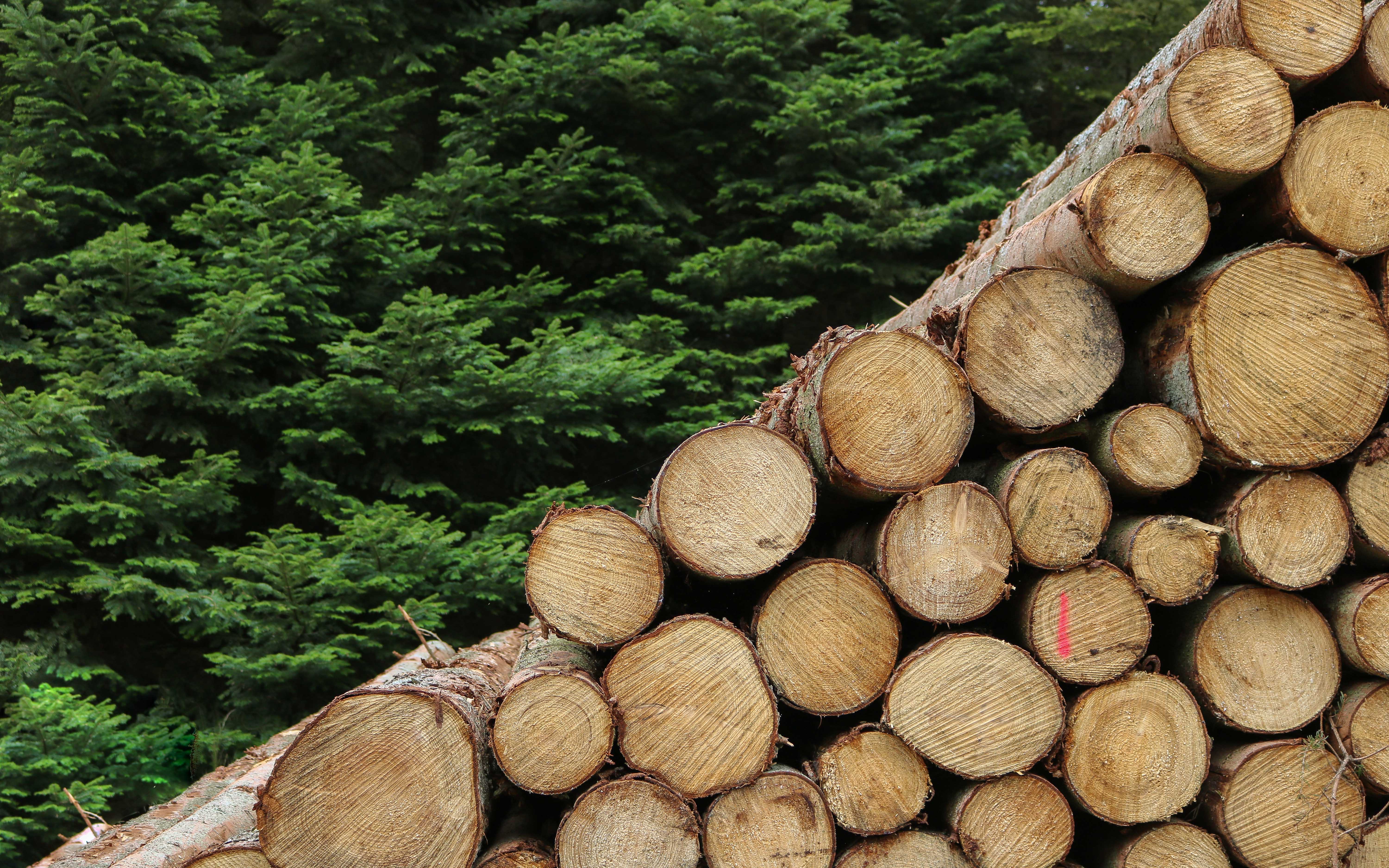 EUROWOOD OÜ - Wholesale of wood and products for the first-stage processing of wood in Narva