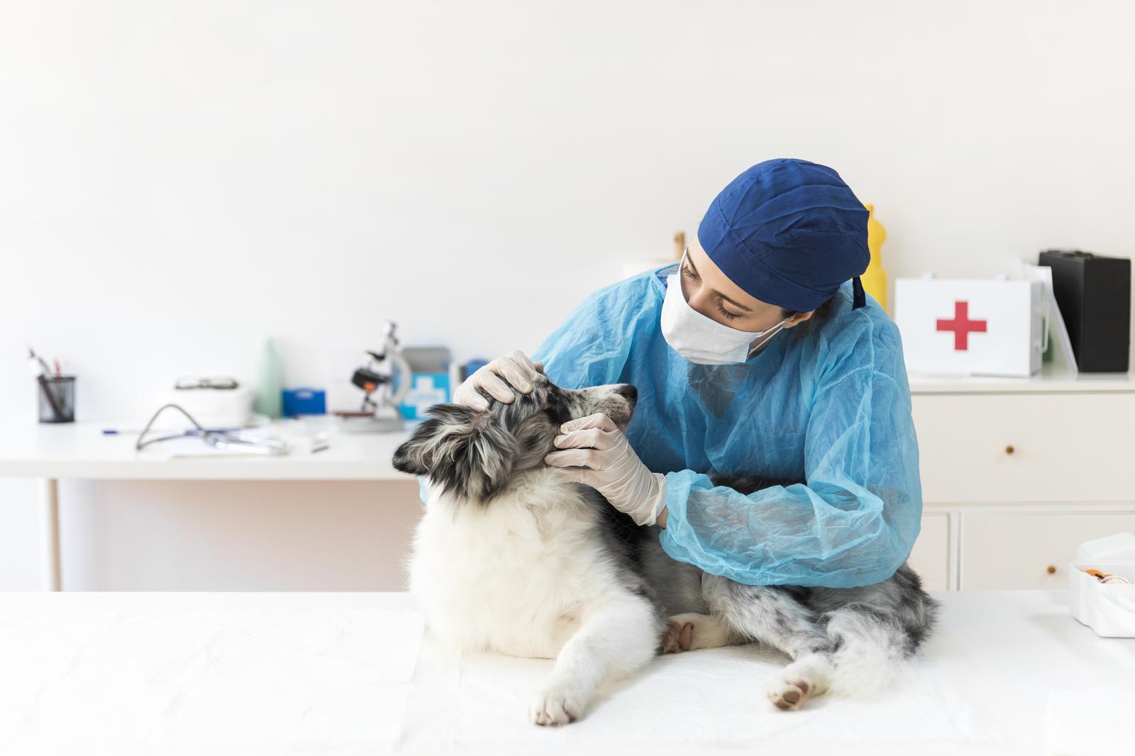 KASPARI SUITSUKODA OÜ - Veterinarians and Clinics, Veterinary and Animal Clinics, Animal Clinics