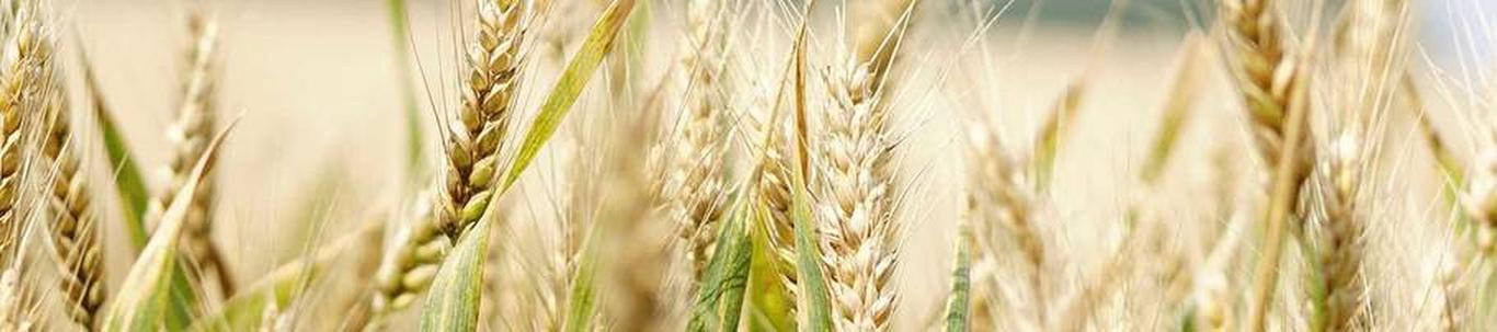ADRANAINE OÜ valdkond on teravilja- (v.a riis) ja kaunviljakasvatus;  õlitaimeseemnete kasvatus. Samas valdkonnas (EMTAK 01111) on tegutsevaid ettevõtteid 2022 