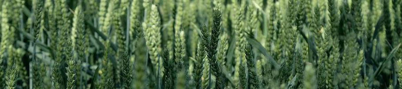 KELNERI PÕLD OÜ valdkond on teravilja- (v.a riis) ja kaunviljakasvatus;  õlitaimeseemnete kasvatus. Samas valdkonnas (EMTAK 01111) on tegutsevaid ettevõtteid 20