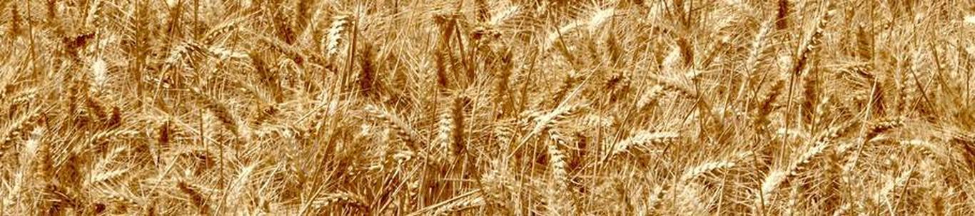 PIHLAMA AGRO OÜ valdkond on teravilja- (v.a riis) ja kaunviljakasvatus;  õlitaimeseemnete kasvatus. Samas valdkonnas (EMTAK 01111) on tegutsevaid ettevõtteid 20