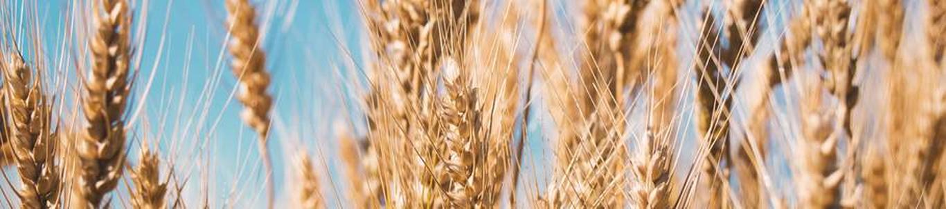 AMINOLTE OÜ valdkond on teravilja- (v.a riis) ja kaunviljakasvatus;  õlitaimeseemnete kasvatus. Samas valdkonnas (EMTAK 01111) on tegutsevaid ettevõtteid 2021 a