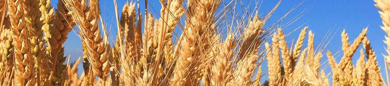 ENN-MEEME TOHVERT FIE valdkond on teravilja- (v.a riis) ja kaunviljakasvatus;  õlitaimeseemnete kasvatus. Samas valdkonnas (EMTAK 01111) on tegutsevaid ettevõtt