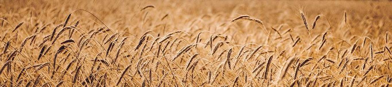 LEMBIT VAHER FIE valdkond on teravilja- (v.a riis) ja kaunviljakasvatus;  õlitaimeseemnete kasvatus. Samas valdkonnas (EMTAK 01111) on tegutsevaid ettevõtteid 2