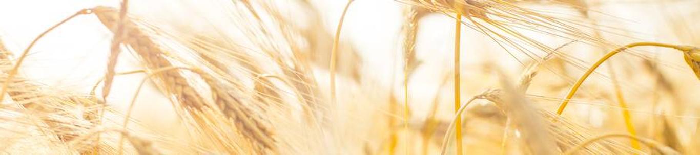 Pihleni Agro OÜ põhiliseks tegevusalaks on teravilja- (va riis) ja kaunviljakasvatus; õlitaimeseemnete kasvatus. 2022a müügitulu 19334€, aruande kasum 4356€ 2023. aastal on kavas jätkata samal tegevusalal.