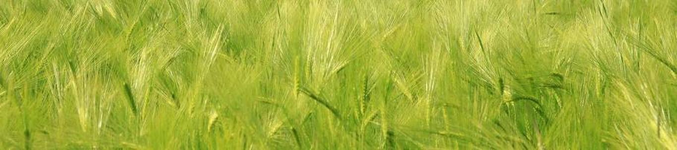 VILLU PÄRTNA FIE valdkond on teravilja- (v.a riis) ja kaunviljakasvatus;  õlitaimeseemnete kasvatus. Samas valdkonnas (EMTAK 01111) on tegutsevaid ettevõtteid 2