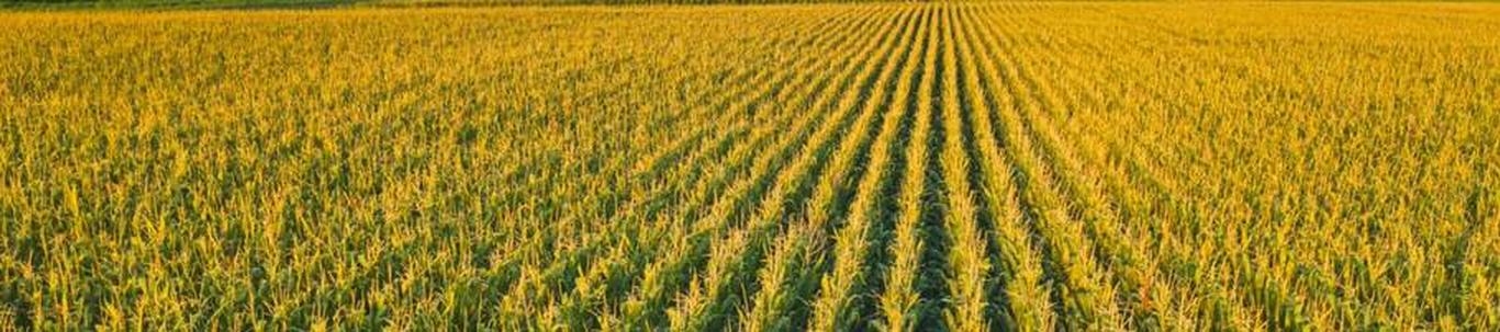 Mahtra Teraviljakasvatuse OÜ põhitegevusalaks on teravilja- ja heintaimede kasvatus. 2022.aasta ilmastikutingimused olid teraviljakasvatamiseks soodsad. Teravil