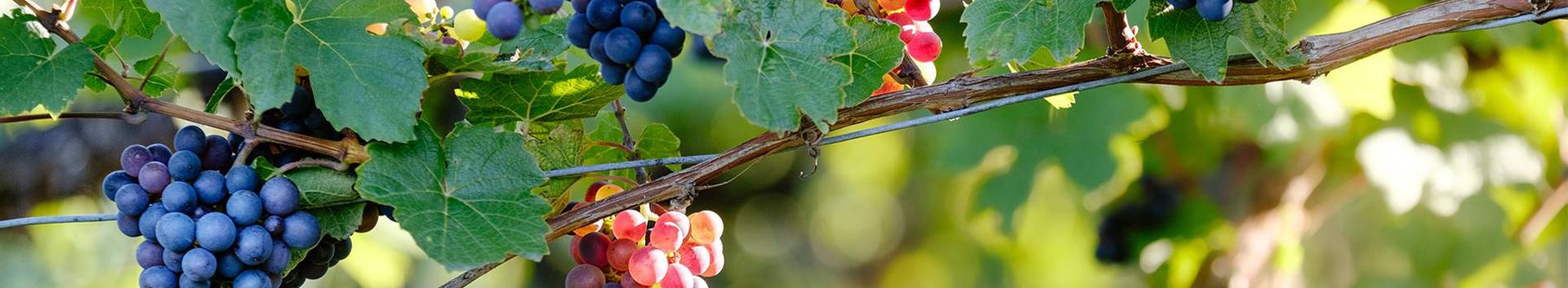 Suurim mainega ettevõte PRUULI-KASKA TALU FIE, maineskoor 350, aktiivseid äriseoseid 1. Tegutseb peamiselt valdkonnas: Viinamarjakasvatus.