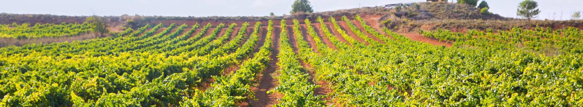 Suurim mainega ettevõte MARJAMEISTRI OÜ, maineskoor 610, aktiivseid äriseoseid 1. Tegutseb peamiselt valdkonnas: Viinamarjakasvatus.